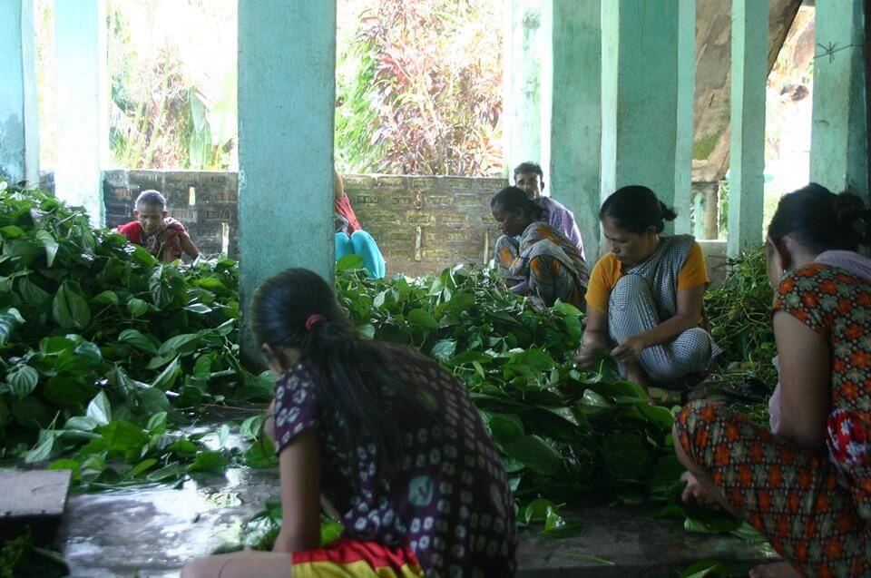 pan harvest- Golpata-Travel Bangladesh